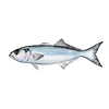 Bluefish