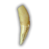 Boartusks