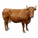 Boeuf