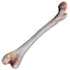 Bone