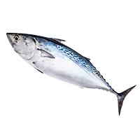 Bonitosfish