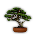 Bonsai tree