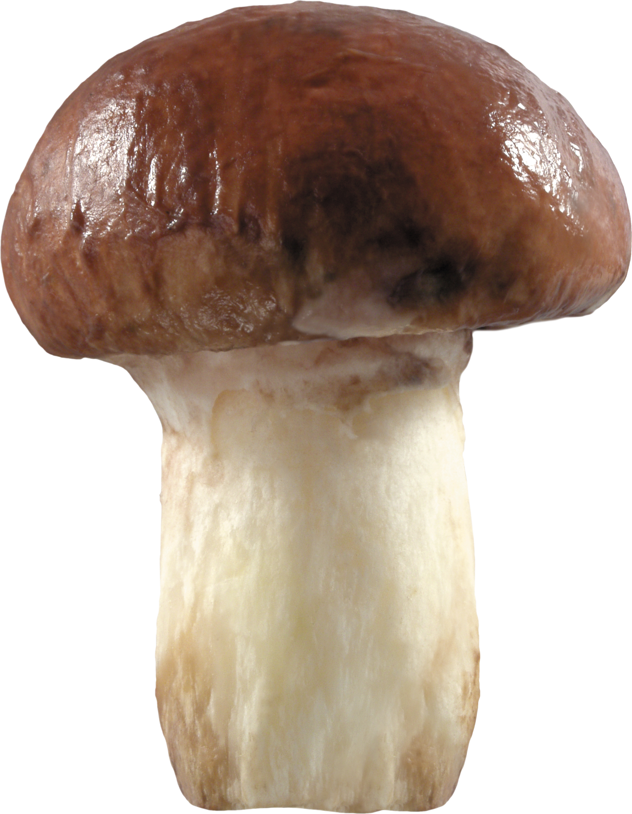 Brown mushroom