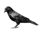 Cagedcrow