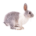 Cagedrabbit