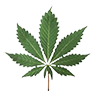 Cannabis