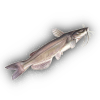 Catfish