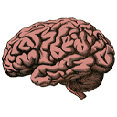 Cerveau