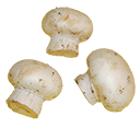 Champignon ascomycete