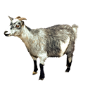 Chevre