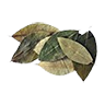 Coca leaves