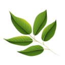 Cocaina1