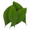 Cocaleaf