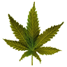 Colombiangold leaf