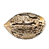 Colombiangold seed