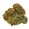 Colombiangold trimmed bud