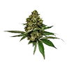 Colombiangold untrimmed bud