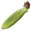 Corn crop