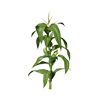 Cornstalk
