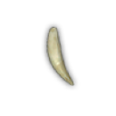 Cougar tooth
