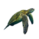 Carettacaretta