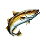 O codfish