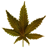 Dosidos leaf