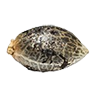 Dosidos seed