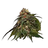 Dosidos untrimmed bud