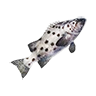 O giant seabass