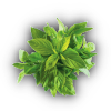 Farming basil