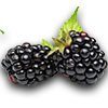 Farming blackberry