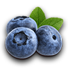 Farming blueberry