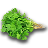 Farming cilantro