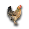 Farming deadchicken