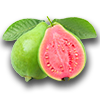 Farming guava