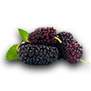 Farming mulberry