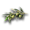 Farming olives