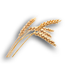 Farming wheat