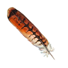 Feather hawk