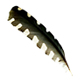Feather loon