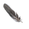 Feather prairie chicken