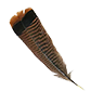 Feather quail