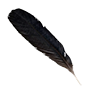 Feather raven