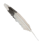 Feather seagull