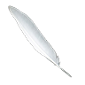 Feather snowy egret