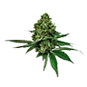Acapulcogold untrimmed bud