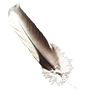 Feather condor