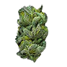 Greengelato trimmed bud