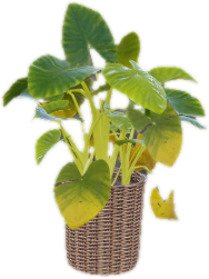 H4 prop int plants 02